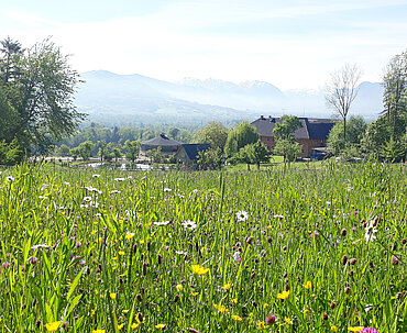 Pferdehof Auer